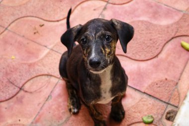 Tüylü neşe yumağıyla tanışın, her zaman oynamaya ve sarılmaya hazır olun. Bu sevimli köpek yavrusu, sallanan bir kuyruğu ve sevgi dolu bir kalple dünyayı keşfetmeye bayılır.!