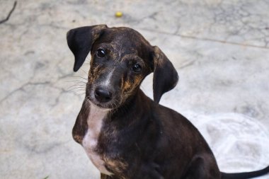 Tüylü neşe yumağıyla tanışın, her zaman oynamaya ve sarılmaya hazır olun. Bu sevimli köpek yavrusu, sallanan bir kuyruğu ve sevgi dolu bir kalple dünyayı keşfetmeye bayılır.!