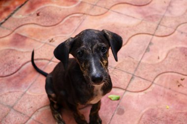 Tüylü neşe yumağıyla tanışın, her zaman oynamaya ve sarılmaya hazır olun. Bu sevimli köpek yavrusu, sallanan bir kuyruğu ve sevgi dolu bir kalple dünyayı keşfetmeye bayılır.!