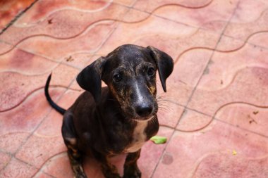 Tüylü neşe yumağıyla tanışın, her zaman oynamaya ve sarılmaya hazır olun. Bu sevimli köpek yavrusu, sallanan bir kuyruğu ve sevgi dolu bir kalple dünyayı keşfetmeye bayılır.!