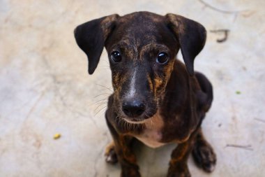 Tüylü neşe yumağıyla tanışın, her zaman oynamaya ve sarılmaya hazır olun. Bu sevimli köpek yavrusu, sallanan bir kuyruğu ve sevgi dolu bir kalple dünyayı keşfetmeye bayılır.!