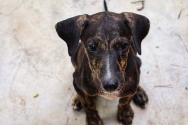Tüylü neşe yumağıyla tanışın, her zaman oynamaya ve sarılmaya hazır olun. Bu sevimli köpek yavrusu, sallanan bir kuyruğu ve sevgi dolu bir kalple dünyayı keşfetmeye bayılır.!