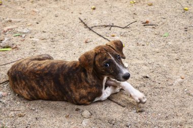 Tüylü neşe yumağıyla tanışın, her zaman oynamaya ve sarılmaya hazır olun. Bu sevimli köpek yavrusu, sallanan bir kuyruğu ve sevgi dolu bir kalple dünyayı keşfetmeye bayılır.!