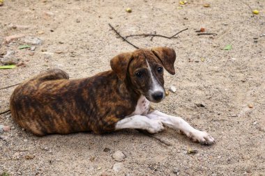 Tüylü neşe yumağıyla tanışın, her zaman oynamaya ve sarılmaya hazır olun. Bu sevimli köpek yavrusu, sallanan bir kuyruğu ve sevgi dolu bir kalple dünyayı keşfetmeye bayılır.!