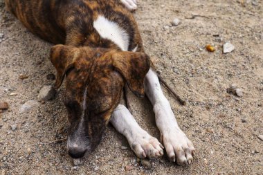 Tüylü neşe yumağıyla tanışın, her zaman oynamaya ve sarılmaya hazır olun. Bu sevimli köpek yavrusu, sallanan bir kuyruğu ve sevgi dolu bir kalple dünyayı keşfetmeye bayılır.!