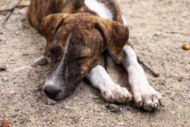 Tüylü neşe yumağıyla tanışın, her zaman oynamaya ve sarılmaya hazır olun. Bu sevimli köpek yavrusu, sallanan bir kuyruğu ve sevgi dolu bir kalple dünyayı keşfetmeye bayılır.!