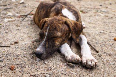 Tüylü neşe yumağıyla tanışın, her zaman oynamaya ve sarılmaya hazır olun. Bu sevimli köpek yavrusu, sallanan bir kuyruğu ve sevgi dolu bir kalple dünyayı keşfetmeye bayılır.!