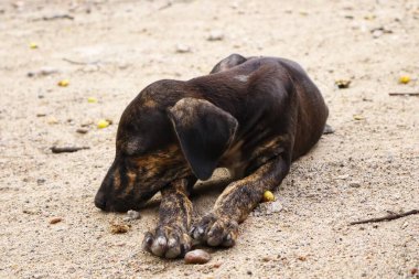 Tüylü neşe yumağıyla tanışın, her zaman oynamaya ve sarılmaya hazır olun. Bu sevimli köpek yavrusu, sallanan bir kuyruğu ve sevgi dolu bir kalple dünyayı keşfetmeye bayılır.!