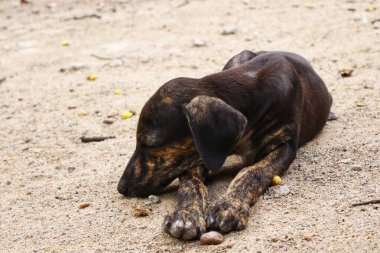 Tüylü neşe yumağıyla tanışın, her zaman oynamaya ve sarılmaya hazır olun. Bu sevimli köpek yavrusu, sallanan bir kuyruğu ve sevgi dolu bir kalple dünyayı keşfetmeye bayılır.!
