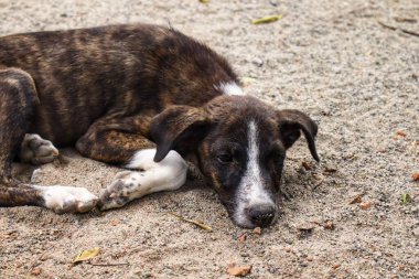 Tüylü neşe yumağıyla tanışın, her zaman oynamaya ve sarılmaya hazır olun. Bu sevimli köpek yavrusu, sallanan bir kuyruğu ve sevgi dolu bir kalple dünyayı keşfetmeye bayılır.!