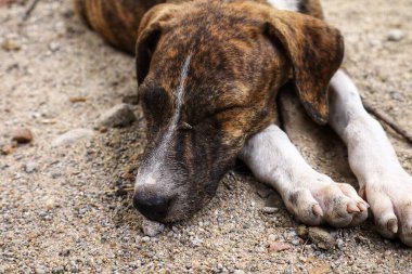 Tüylü neşe yumağıyla tanışın, her zaman oynamaya ve sarılmaya hazır olun. Bu sevimli köpek yavrusu, sallanan bir kuyruğu ve sevgi dolu bir kalple dünyayı keşfetmeye bayılır.!