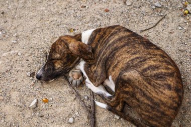 Tüylü neşe yumağıyla tanışın, her zaman oynamaya ve sarılmaya hazır olun. Bu sevimli köpek yavrusu, sallanan bir kuyruğu ve sevgi dolu bir kalple dünyayı keşfetmeye bayılır.!