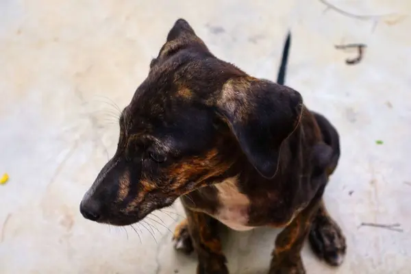 Tüylü neşe yumağıyla tanışın, her zaman oynamaya ve sarılmaya hazır olun. Bu sevimli köpek yavrusu, sallanan bir kuyruğu ve sevgi dolu bir kalple dünyayı keşfetmeye bayılır.!