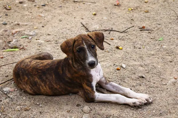 Tüylü neşe yumağıyla tanışın, her zaman oynamaya ve sarılmaya hazır olun. Bu sevimli köpek yavrusu, sallanan bir kuyruğu ve sevgi dolu bir kalple dünyayı keşfetmeye bayılır.!