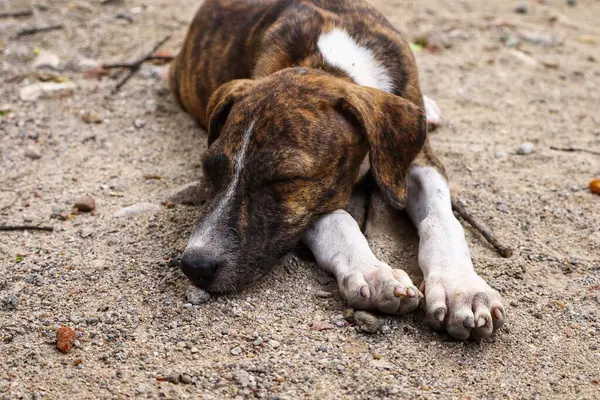 Tüylü neşe yumağıyla tanışın, her zaman oynamaya ve sarılmaya hazır olun. Bu sevimli köpek yavrusu, sallanan bir kuyruğu ve sevgi dolu bir kalple dünyayı keşfetmeye bayılır.!