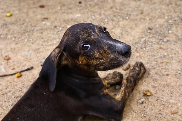 Tüylü neşe yumağıyla tanışın, her zaman oynamaya ve sarılmaya hazır olun. Bu sevimli köpek yavrusu, sallanan bir kuyruğu ve sevgi dolu bir kalple dünyayı keşfetmeye bayılır.!