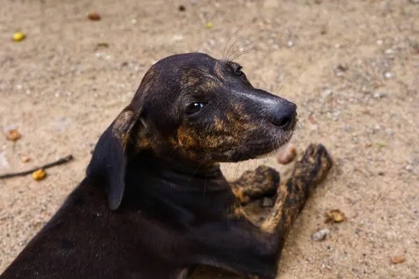 Tüylü neşe yumağıyla tanışın, her zaman oynamaya ve sarılmaya hazır olun. Bu sevimli köpek yavrusu, sallanan bir kuyruğu ve sevgi dolu bir kalple dünyayı keşfetmeye bayılır.!