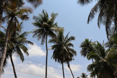 Doğanın güzelliği yemyeşil ormanlardan dingin göllere, engin çöllere ve yüksek dağlara kadar çeşitliliğinde yatıyor. Her element uyum içinde, nefes kesen bir duvar halısı yaratıyor. Yaşam, renk ve sükunet..