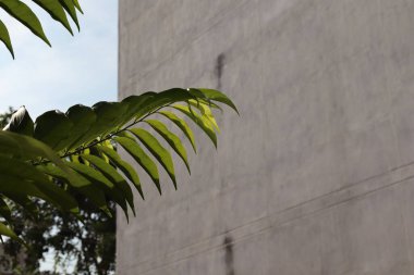 Güneş ışığı tarafından öpülen zümrüt yeşili yapraklar rüzgarda hafifçe çırpınıyor. Canlı renkleri ve karmaşık desenleri büyüleyici bir duvar halısı yaratır. Doğanın canlılığını ve dingin güzelliğini somutlaştırır..