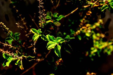 Güneş ışığı tarafından öpülen zümrüt yeşili yapraklar rüzgarda hafifçe çırpınıyor. Canlı renkleri ve karmaşık desenleri büyüleyici bir duvar halısı yaratır. Doğanın canlılığını ve dingin güzelliğini somutlaştırır..