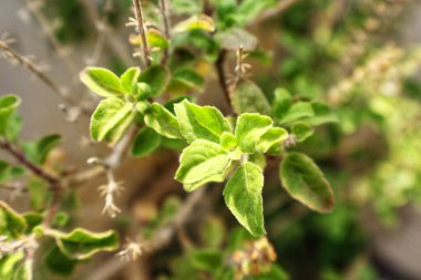 Güneş ışığı tarafından öpülen zümrüt yeşili yapraklar rüzgarda hafifçe çırpınıyor. Canlı renkleri ve karmaşık desenleri büyüleyici bir duvar halısı yaratır. Doğanın canlılığını ve dingin güzelliğini somutlaştırır..