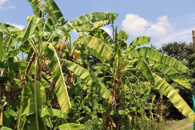 Yeşil yapraklar ağaçları ve bitkileri süsler, yaşamı, büyümeyi ve doğanın canlılığını sembolize eder. Güneş ışığını emerler, oksijen üretirler ve ferahlatıcı renklerle manzara boyarlar..