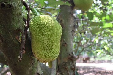 Jackfruit, büyük boyutu, tatlı aroması ve eşsiz tadı ile bilinen tropikal bir meyvedir. Dikenli bir dış ve sarı lifli eti vardır. Olgun ya da olgunlaşmamış yenebilir. Lezzetli yemeklerden tatlılara kadar mutfaklarda çok yönlüdür..