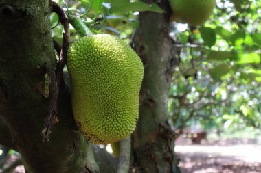 Jackfruit, büyük boyutu, tatlı aroması ve eşsiz tadı ile bilinen tropikal bir meyvedir. Dikenli bir dış ve sarı lifli eti vardır. Olgun ya da olgunlaşmamış yenebilir. Lezzetli yemeklerden tatlılara kadar mutfaklarda çok yönlüdür..