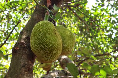 Jackfruit, büyük boyutu, tatlı aroması ve eşsiz tadı ile bilinen tropikal bir meyvedir. Dikenli bir dış ve sarı lifli eti vardır. Olgun ya da olgunlaşmamış yenebilir. Lezzetli yemeklerden tatlılara kadar mutfaklarda çok yönlüdür..