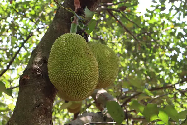 Jackfruit, büyük boyutu, tatlı aroması ve eşsiz tadı ile bilinen tropikal bir meyvedir. Dikenli bir dış ve sarı lifli eti vardır. Olgun ya da olgunlaşmamış yenebilir. Lezzetli yemeklerden tatlılara kadar mutfaklarda çok yönlüdür..