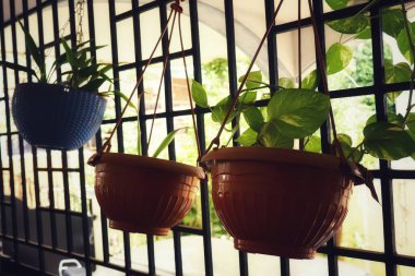 Yapraklar düz, fotosentezden sorumlu bitkilerin yeşil yapılarıdır, güneş ışığını enerjiye çevirirler. Şekil, boyut ve doku olarak değişkenlik gösterirler ve gaz değişimi ve bitki solunumunda önemli bir rol oynarlar..