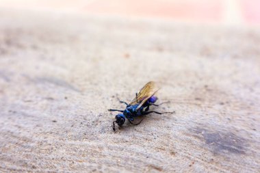 Böcekler küçük, altı bacaklı eklembacaklılardır ve gövdesi üç parçaya ayrılmıştır: kafa, göğüs ve karın. Tozlaşma, ayrışma ve diğer türlere yiyecek olarak hizmet etmek gibi ekosistemlerde önemli roller oynarlar..