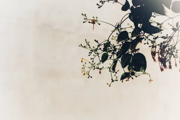 Yapraklar düz, fotosentezden sorumlu bitkilerin yeşil yapılarıdır, güneş ışığını enerjiye çevirirler. Şekil, boyut ve doku olarak değişkenlik gösterirler ve gaz değişimi ve bitki solunumunda önemli bir rol oynarlar..