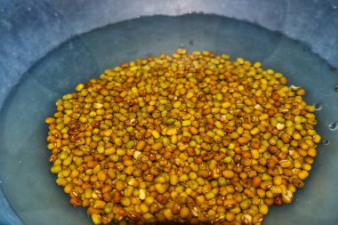 Protein taneleri kinoa, araranth ve darı gibi protein açısından zengin taneciklerdir. Yüksek besin içerikleri için değerlidirler. Temel amino asitleri, lifleri ve vitaminleri sağlarlar. Bu da onları dengeli beslenmenin bir parçası yapar..