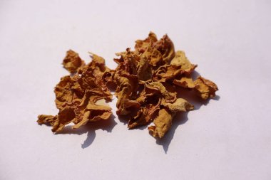 Beyaz arkaplanda curcuma zedoaria christm roscoe