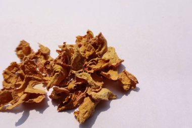 Beyaz arkaplanda curcuma zedoaria christm roscoe