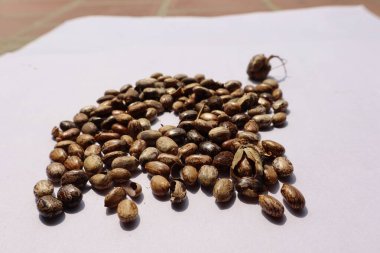 Kenevir tohumlarının beyaz arka planda yakın plan