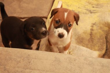 Köpekten Süt İçen Yavru Köpekler