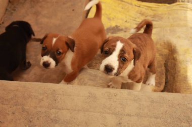 Köpekten Süt İçen Yavru Köpekler