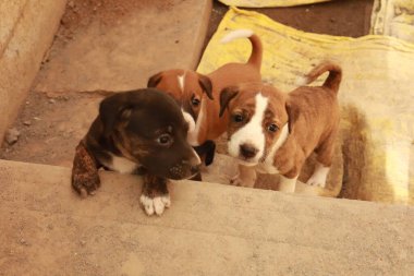 Köpekten Süt İçen Yavru Köpekler
