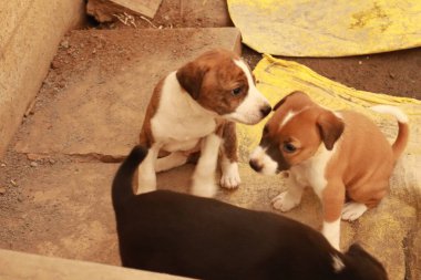 Köpekten Süt İçen Yavru Köpekler