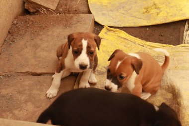 Köpekten Süt İçen Yavru Köpekler