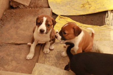 Köpekten Süt İçen Yavru Köpekler