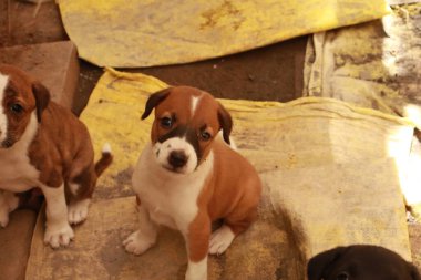 Köpekten Süt İçen Yavru Köpekler