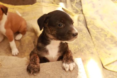 Köpekten Süt İçen Yavru Köpekler