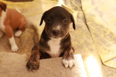 Köpekten Süt İçen Yavru Köpekler