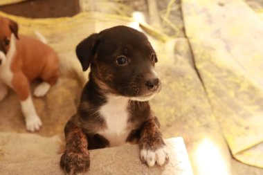 Köpekten Süt İçen Yavru Köpekler