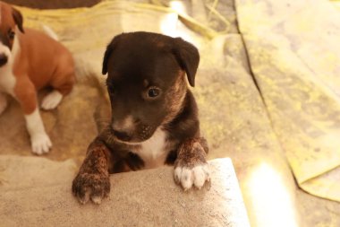 Köpekten Süt İçen Yavru Köpekler