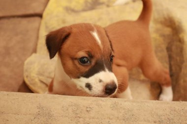 Köpekten Süt İçen Yavru Köpekler