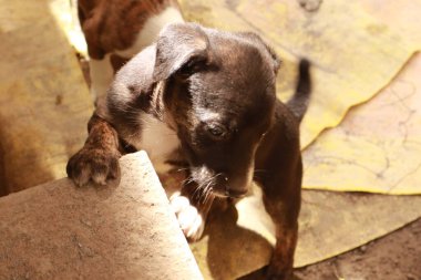 Köpekten Süt İçen Yavru Köpekler